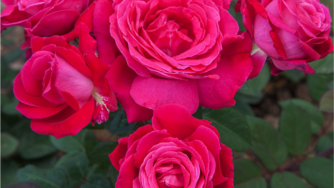 Prix des rosiers buisson à fleurs groupées : Rosa ELEGANCE® Française, ‘Meithatie’ ; obtention Meilland. ©SNHF